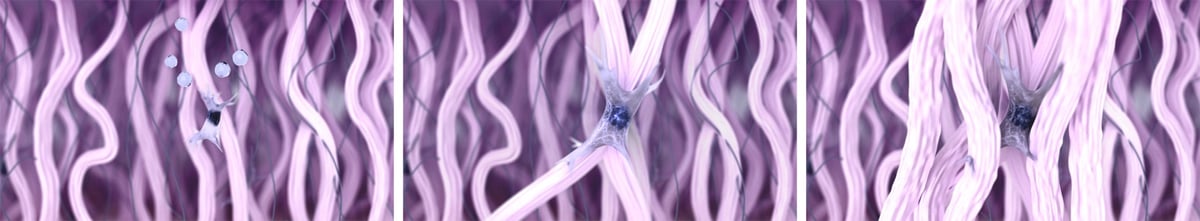 Fibroblast producing collagen fibers - skin regeneration and anti-aging